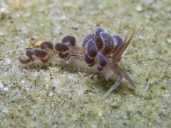 Phyllodesmium macphersonae