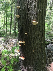 Ganoderma tsugae