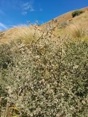 Olearia bullata