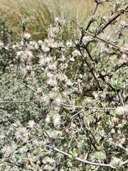 Olearia bullata
