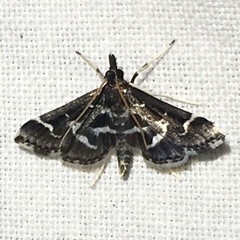 Diasemiodes janassialis