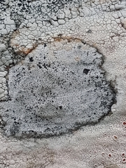 Lecanora rupicola