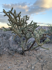 Cylindropuntia acanthocarpa acanthocarpa