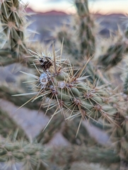 Cylindropuntia acanthocarpa acanthocarpa