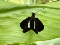 Notocrypta waigensis