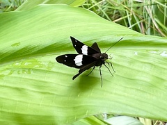 Notocrypta waigensis