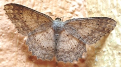 Luxiaria emphatica