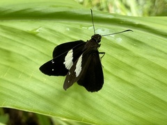 Notocrypta waigensis