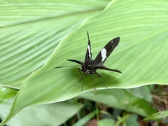 Notocrypta waigensis