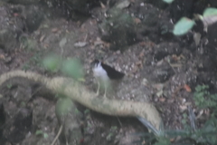 Micrastur semitorquatus