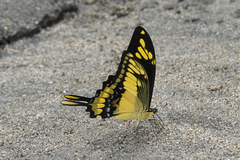 Heraclides thoas cinyras