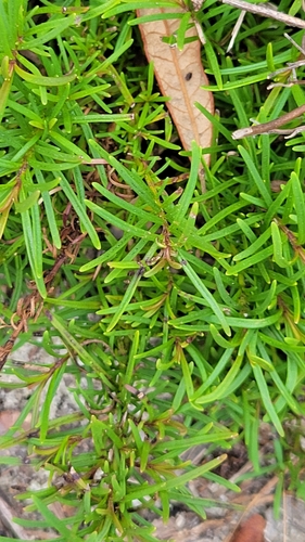 Image of Dicerandra cornutissima by no rights reserved