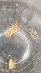 Synidotea laticauda
