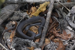 Thamnophis validus