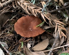 Lactarius rufulus