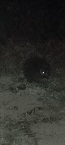 Short-tailed Porcupine