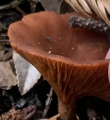 Lactarius rufulus