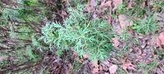 Artemisia palmeri