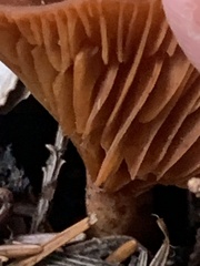 Lactarius rufulus