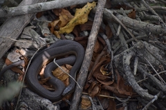 Thamnophis validus