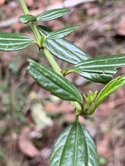 Ceanothus thyrsiflorus thyrsiflorus