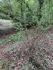 Ceanothus thyrsiflorus thyrsiflorus