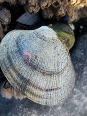 Veneridae