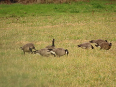 Branta