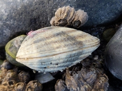 Veneridae