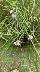 Vicia acutifolia