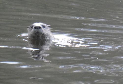 North American River Otter photographed in Texas