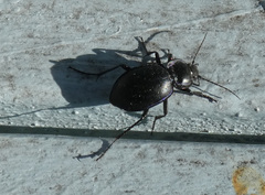 Carabus finitimus