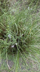Vicia acutifolia