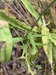 Helenium puberulum