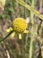 Helenium puberulum