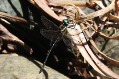 Eusynthemis nigra