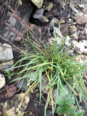 Plantago maritima juncoides