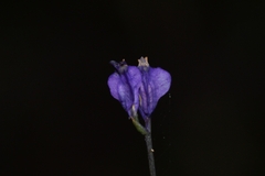 Burmannia biflora