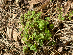 Lamium