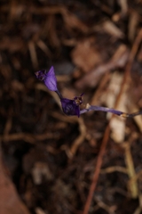 Burmannia biflora