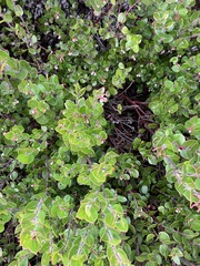 Arctostaphylos sensitiva
