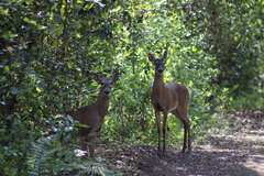 Odocoileus virginianus seminolus