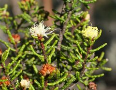 Microcybe multiflora multiflora