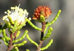 Microcybe multiflora multiflora