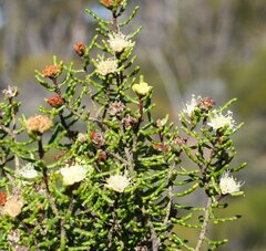 Microcybe multiflora multiflora