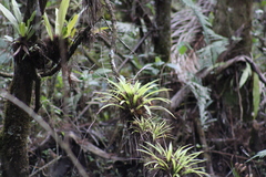 Guzmania monostachia