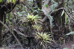 Guzmania monostachia