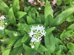 Clintonia umbellulata