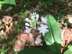 Clintonia umbellulata