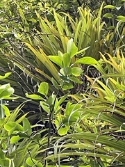 Griselinia lucida